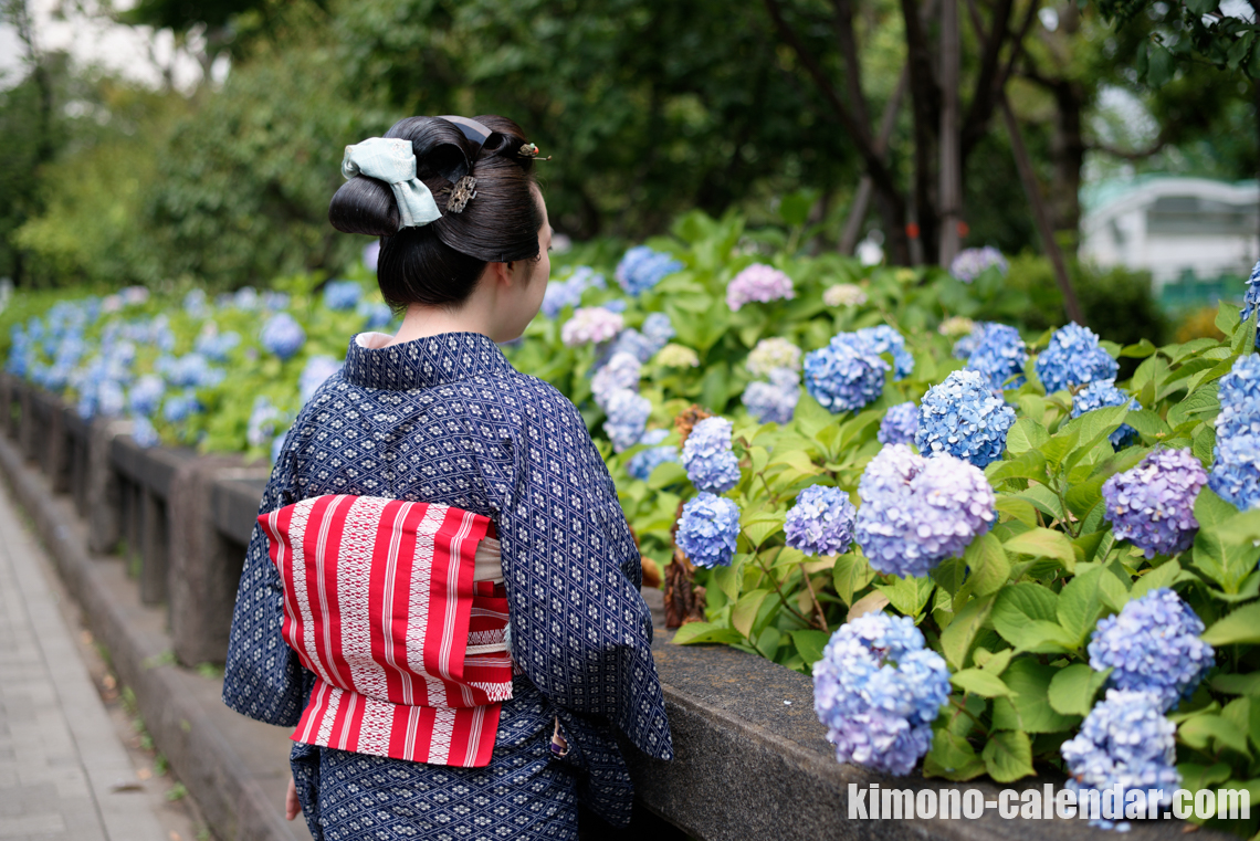 紫陽花と着物の女性の上半身後姿写真